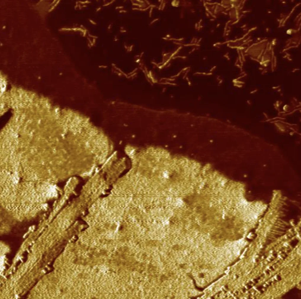 AAC Grains AFM Scan with Phase Imaging mode
