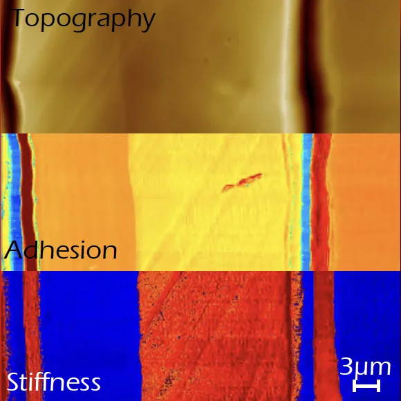 Topography, adhesion and stiffness from one Soft MEKA scan
