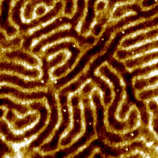 Block Copolymer (Oscillating Mode · 1x1µm)
