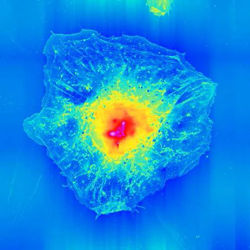 Cell (Oscillating mode · 80x80 µm)