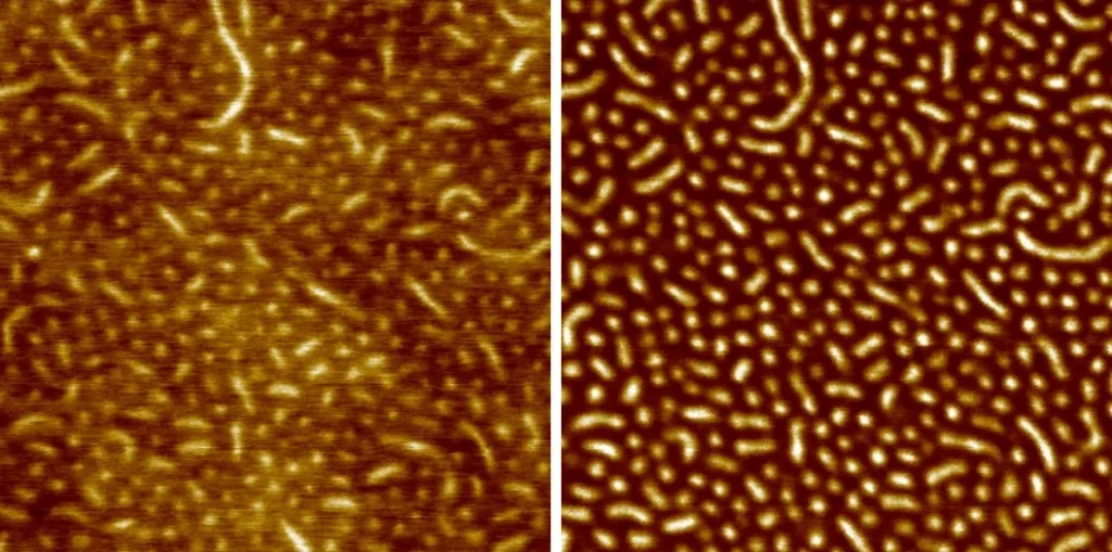 AFM scan of a copolymer film: resonant mode topography and phase, 1 µm
