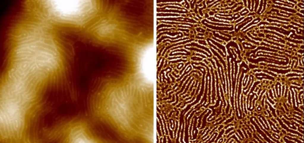 AFM scan of a copolymer film: resonant mode topography and phase, 5 µm