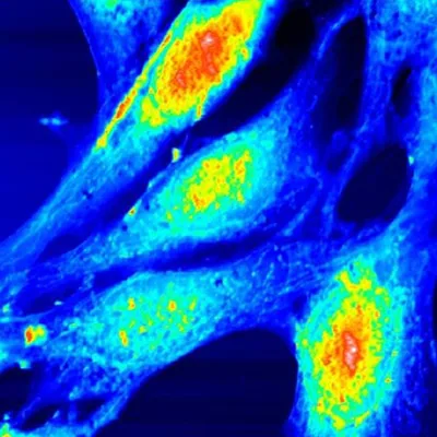 Embryonic fibroblast cells