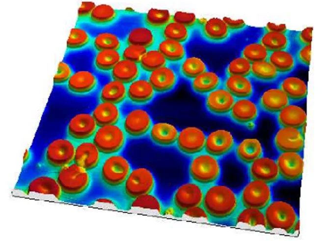 Blood cells, 80 µm scan