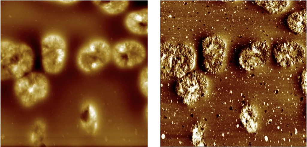 PCL Polycaprolactone
Temperature: 50°C