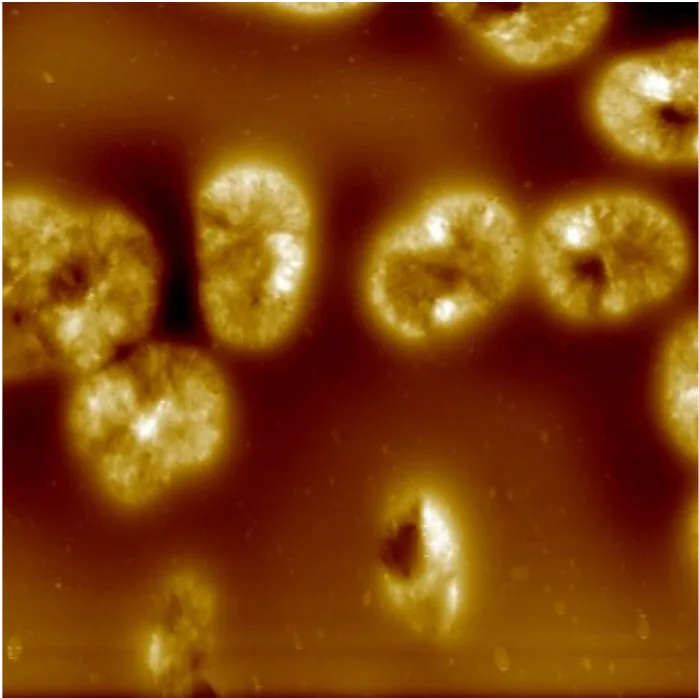 PCL Polycaprolactone (Resonant Mode · 20x20 µm)
