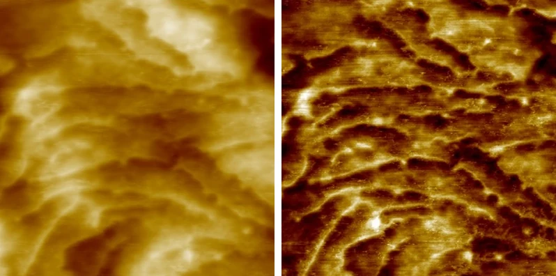 AFM scan of a PCL polymer: resonant mode topography and phase, 600 nm