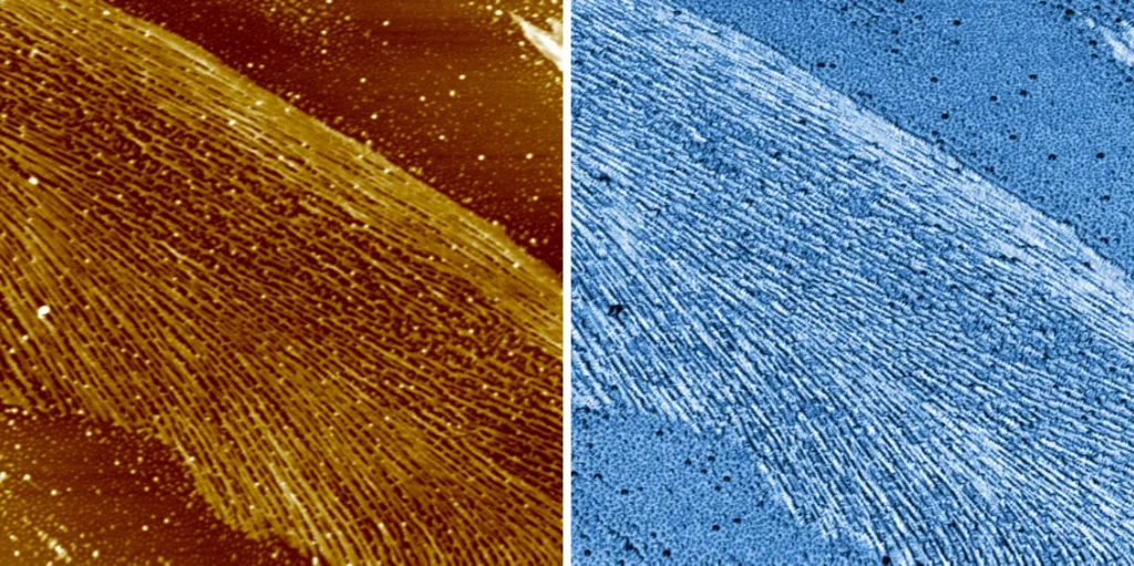 AFM scan of polyethylene: resonant mode topography and phase, 8 µm