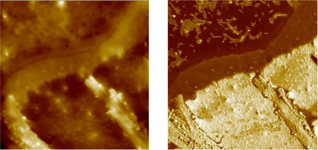 Copolymer blend with cylindrical and lamellar arrangements, topography and phase, 2 micron