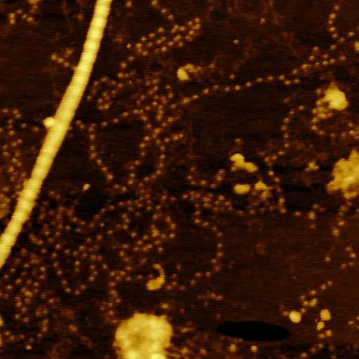 Proteins (Oscillating mode · 2x2µm)
