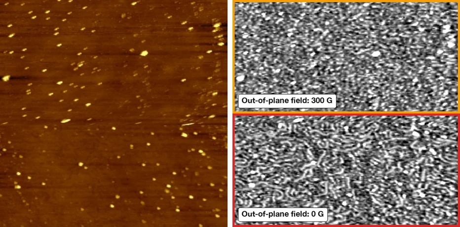 Thin magnetic film on silicon, topography and MFM signal with out-of-plane field changed from 300 G to 0 G during the scan, 10 micron