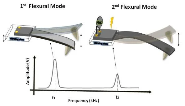 First and second flexural eigenmodes of an AFM cantilever used in HD-KFM multifrequency excitation