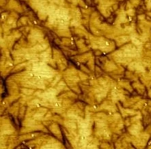 Polymer with nanotubes: HD-KFM reveals the nanotubes under the surface